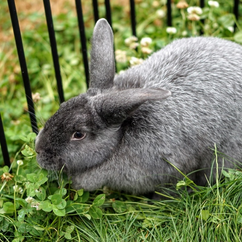 What to Feed Rabbits: Tips for a Happy & Healthy Herd